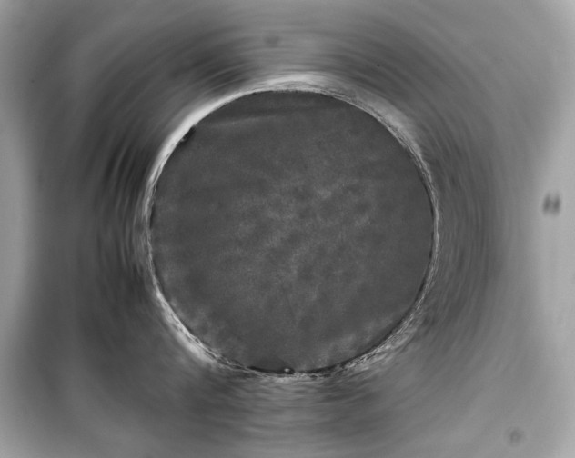 X0000099410816200805161020