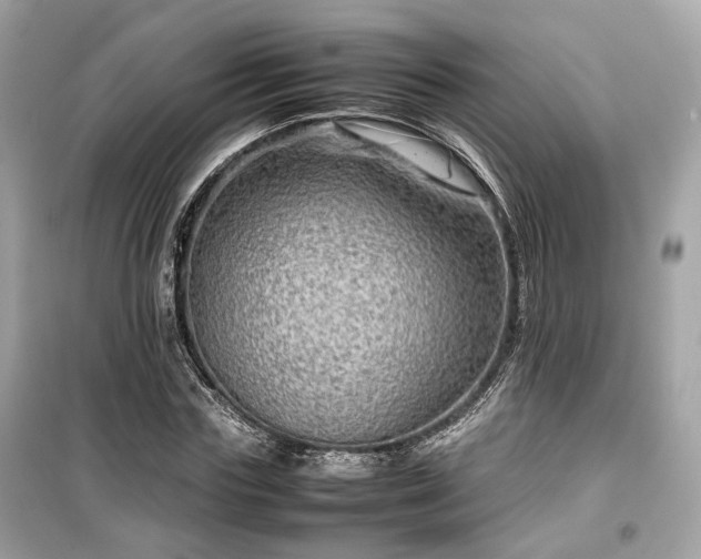 X0000099410827200805161019