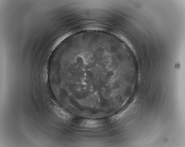 X0000099410829200805161019