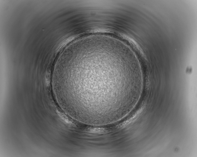 X0000099410833200805161019