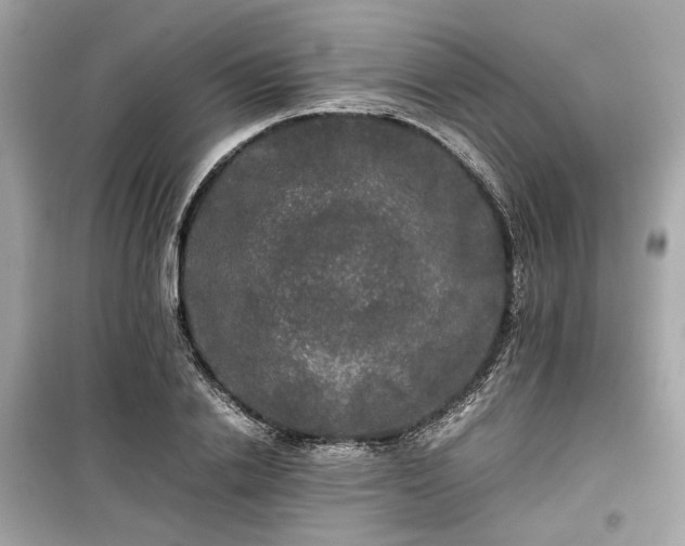 X0000099410838200805161019