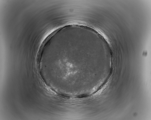 X0000099410877200805161019
