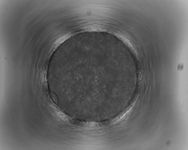 X0000099410881200805161019