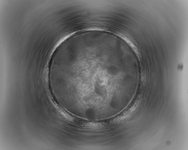 X0000099410933200805161018