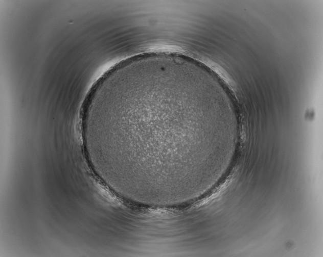 X0000099411022200805161016