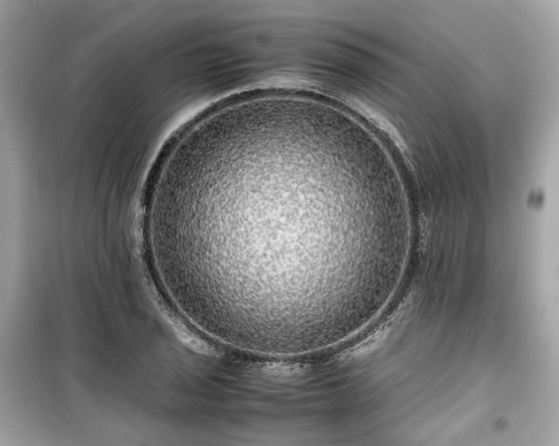 X0000099411029200805161016