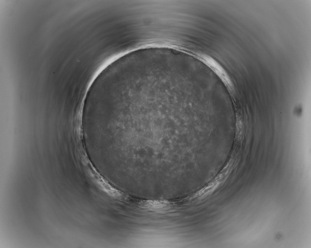 X0000099411052200805161016
