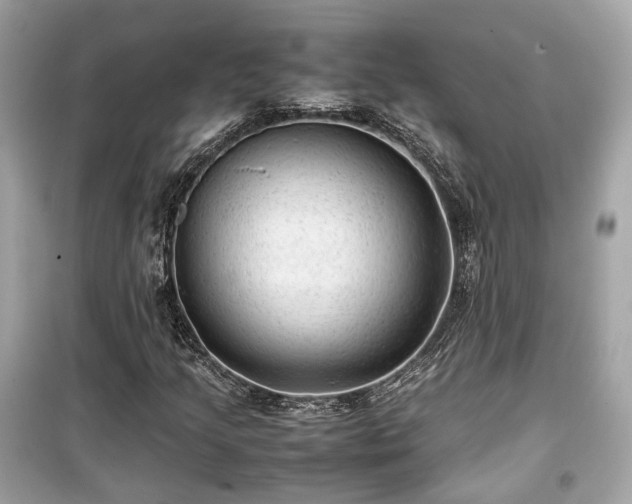 X0000099411205200805161012