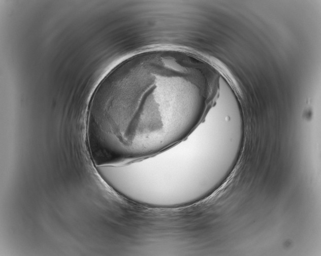 X0000099411244200805161013