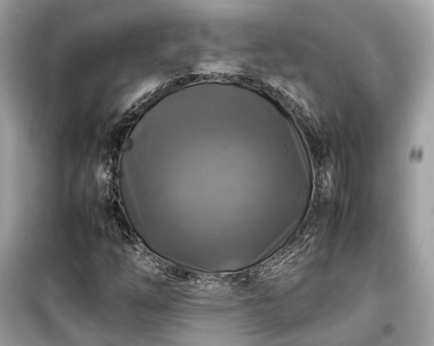 X0000099411254200805161012