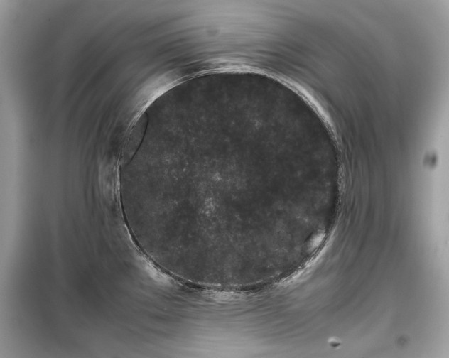 X0000099411289200805161012