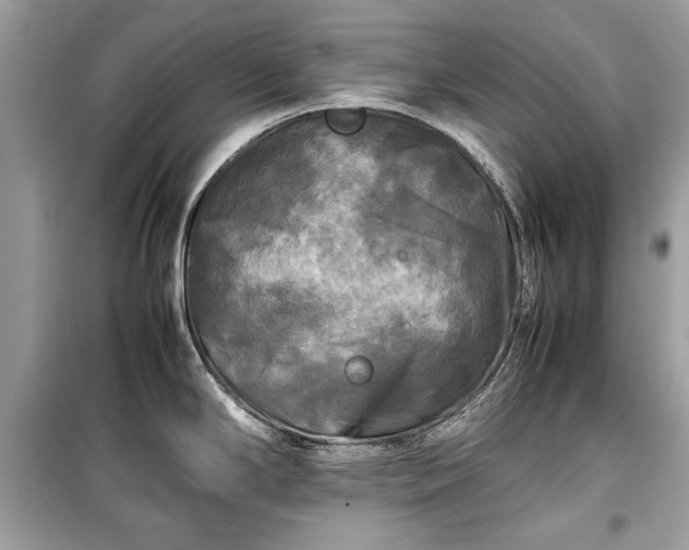 X0000099411294200805161011