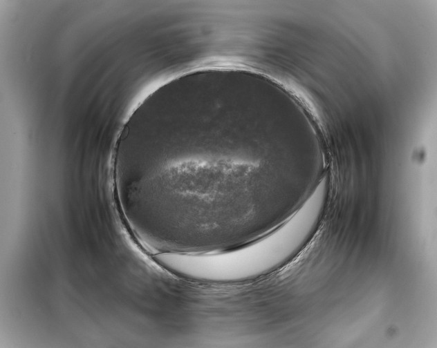 X0000099411382200805161010