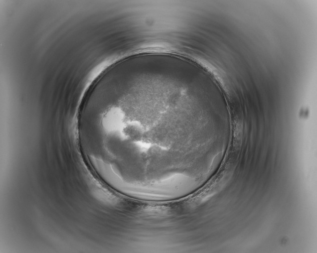 X0000099411466200805161009