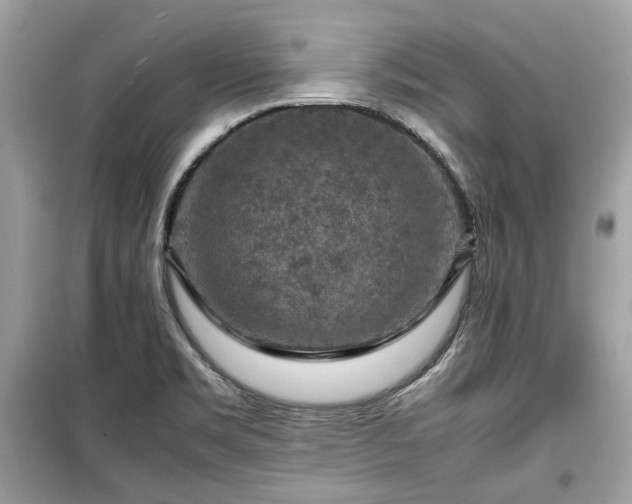 X0000099411469200805161009