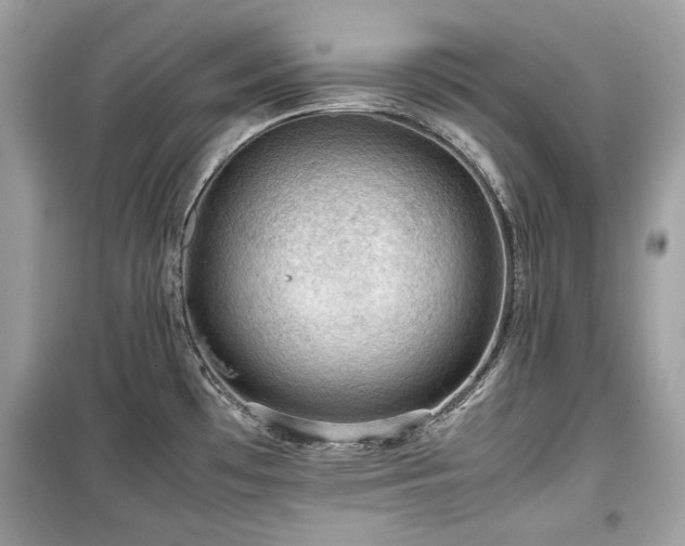 X0000099411481200805161008