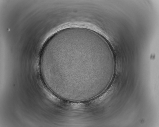 X0000099411498200805161008