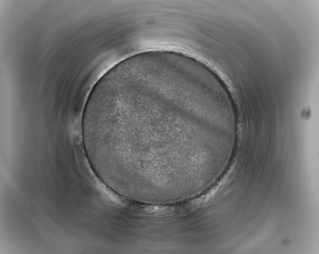 X0000099411521200805161008