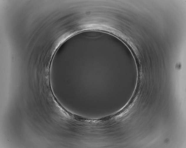 X0000099411529200805161008