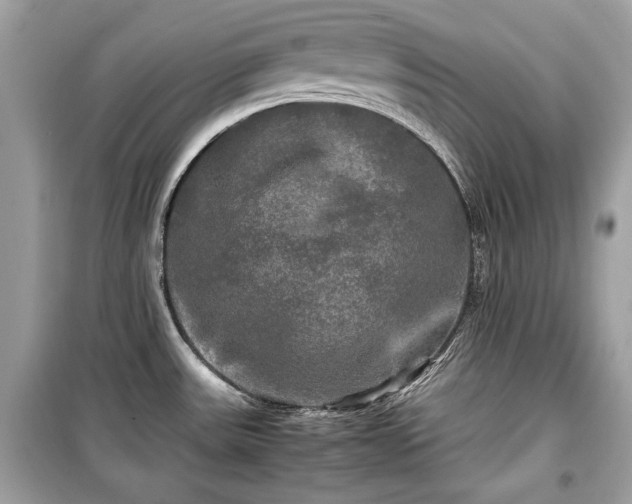 X0000099411531200805161008
