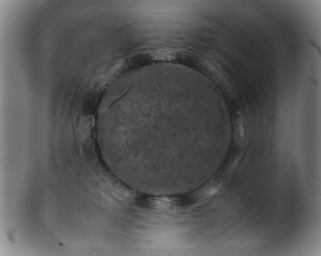 X0000099410229200805231612