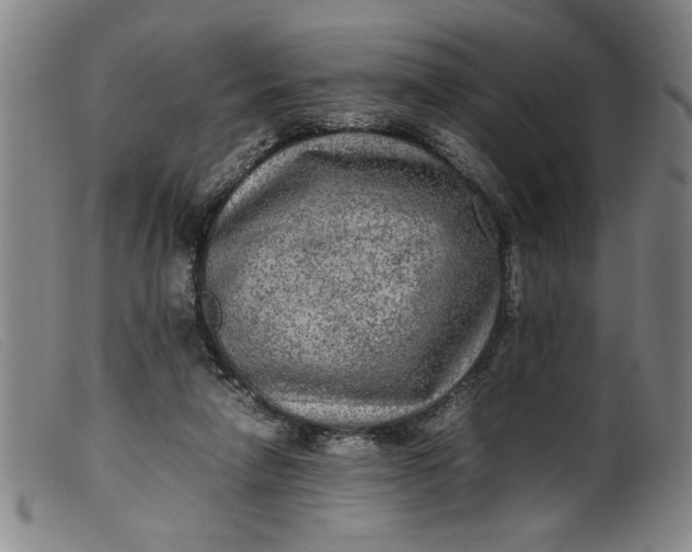 X0000099410258200805231612