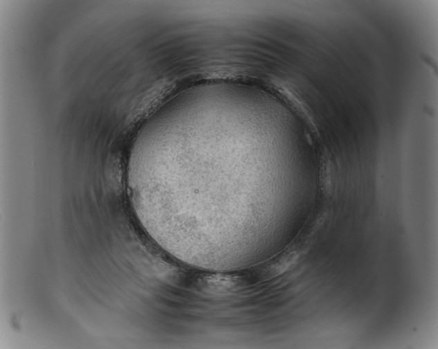 X0000099410261200805231612