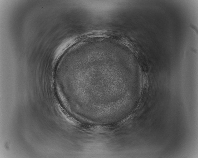 X0000099410293200805231611