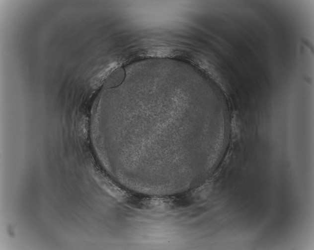 X0000099410305200805231611