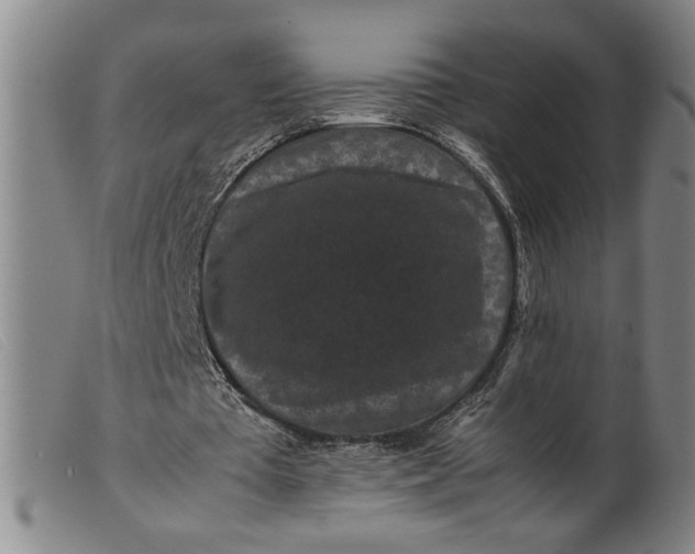 X0000099410385200805231610