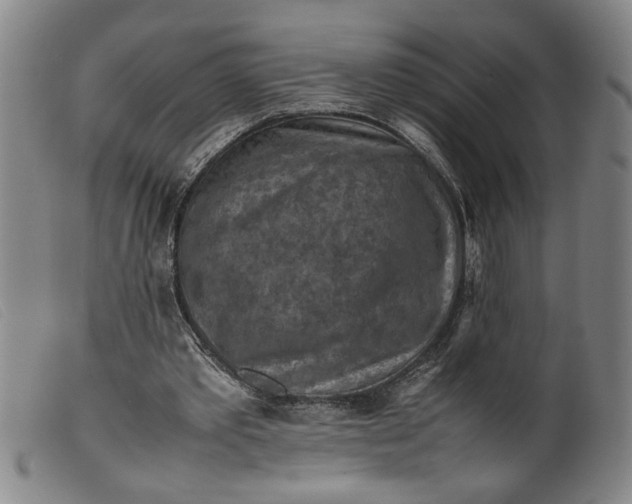 X0000099410389200805231610