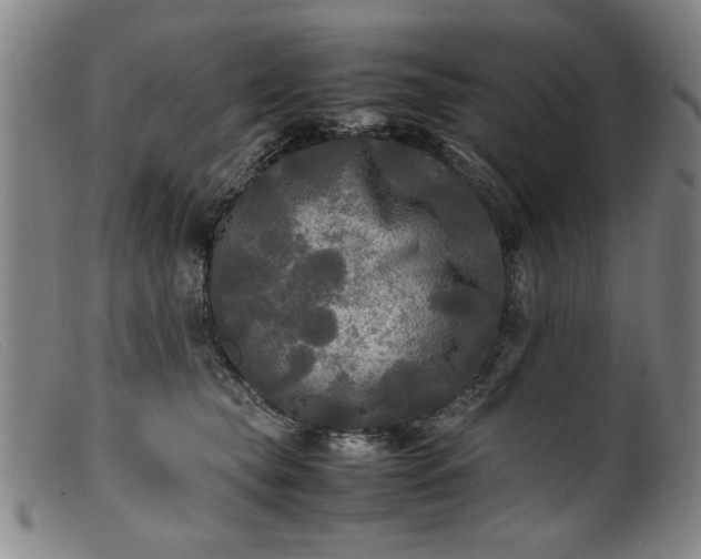 X0000099410565200805231607