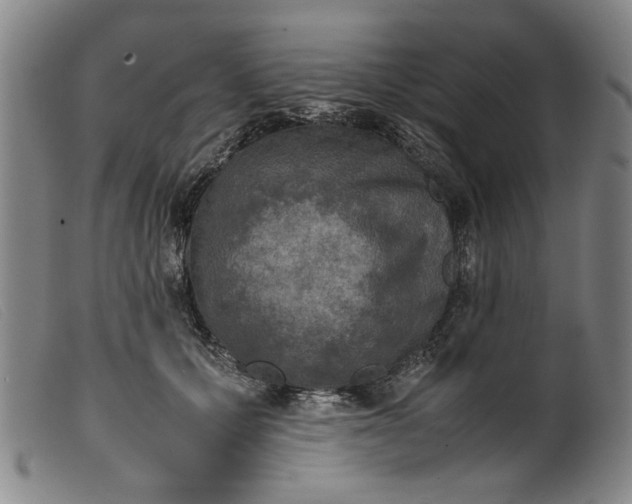 X0000099410607200805231606