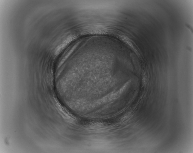 X0000099410677200805231605