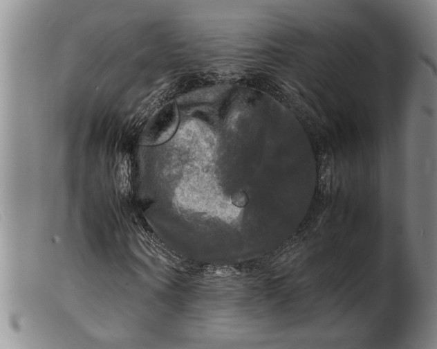 X0000099410866200805231602