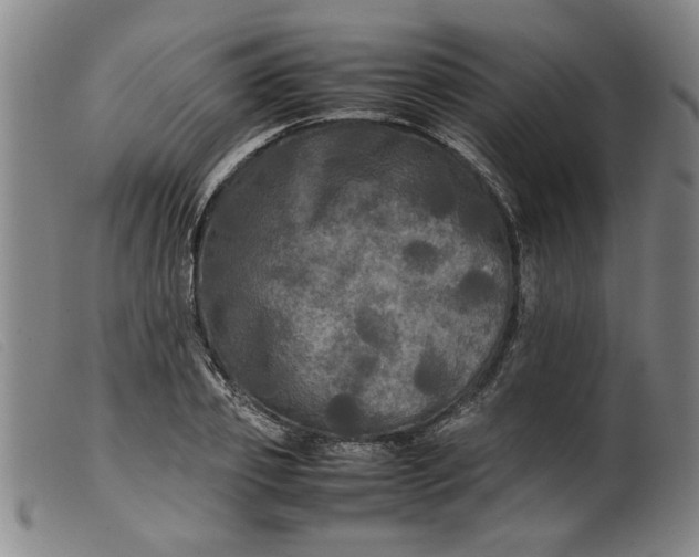 X0000099410933200805231601