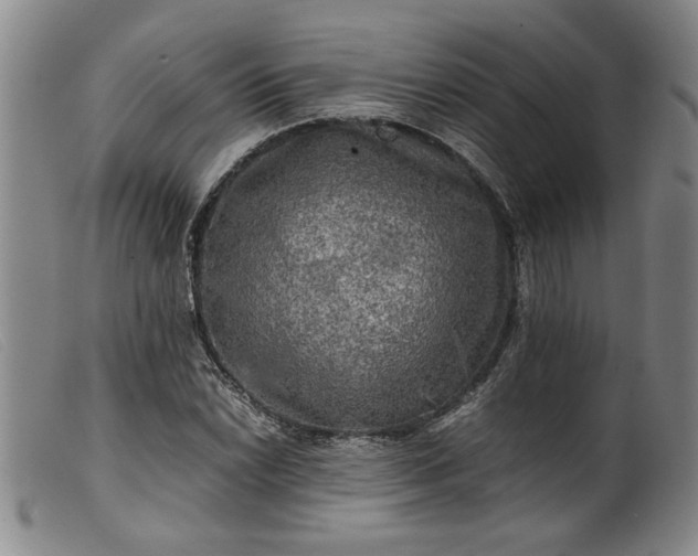 X0000099411022200805231559