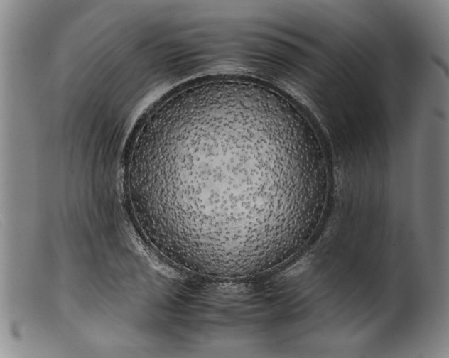 X0000099411029200805231559