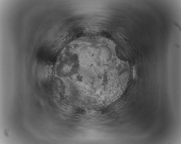 X0000099411059200805231559