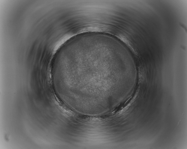 X0000099411070200805231558