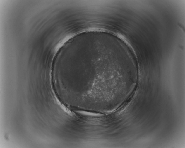 X0000099411237200805231556