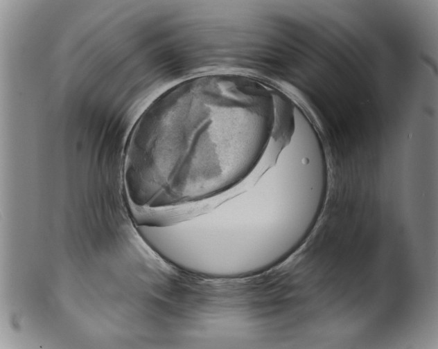 X0000099411244200805231556