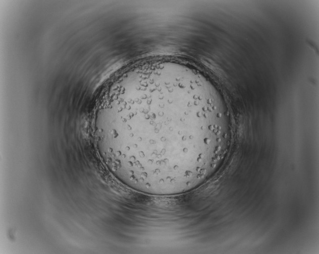 X0000099411258200805231555