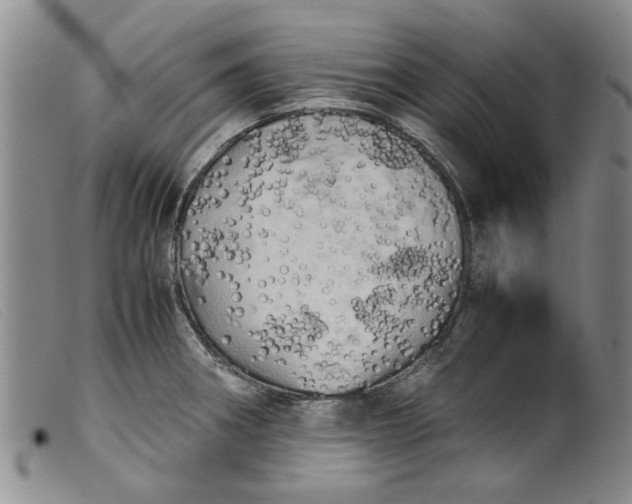 X0000099411282200805231555