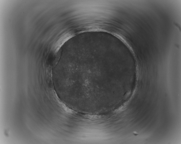 X0000099411289200805231555