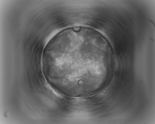 X0000099411294200805231555