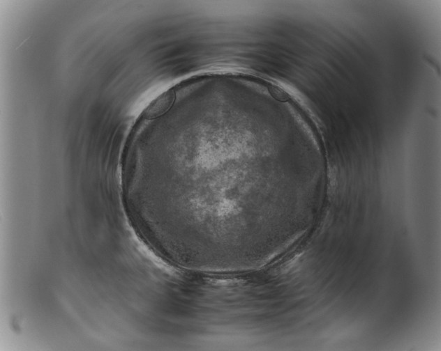 X0000099411335200805231555