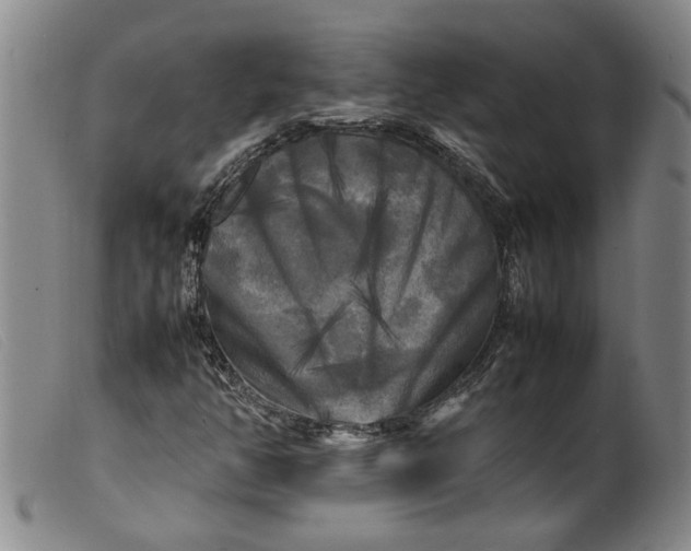 X0000099411350200805231554