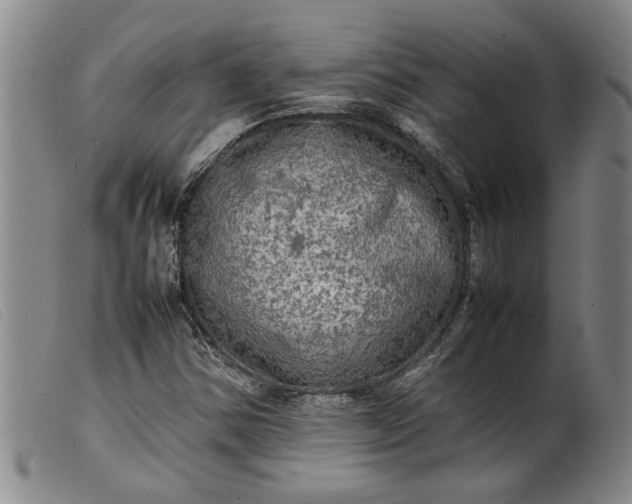 X0000099411354200805231554