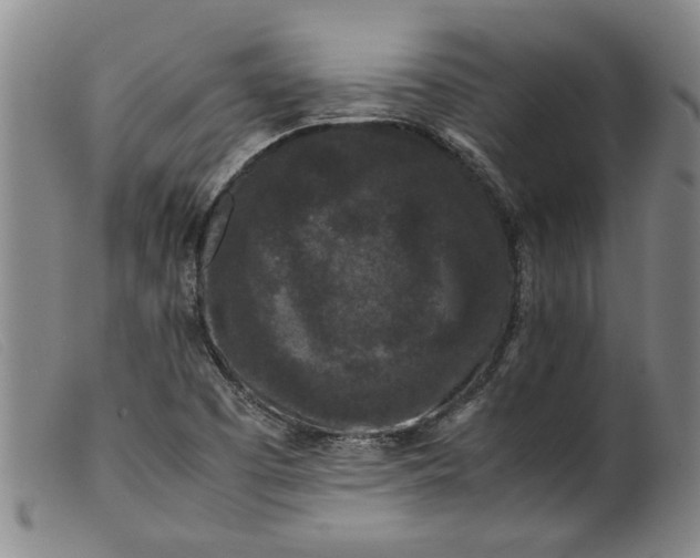 X0000099411457200805231552